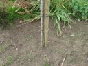 Basis bij stamroos
