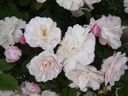 False