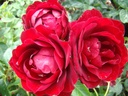 False