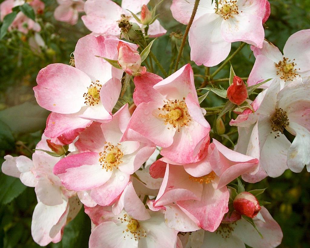 False