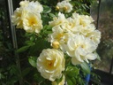 False