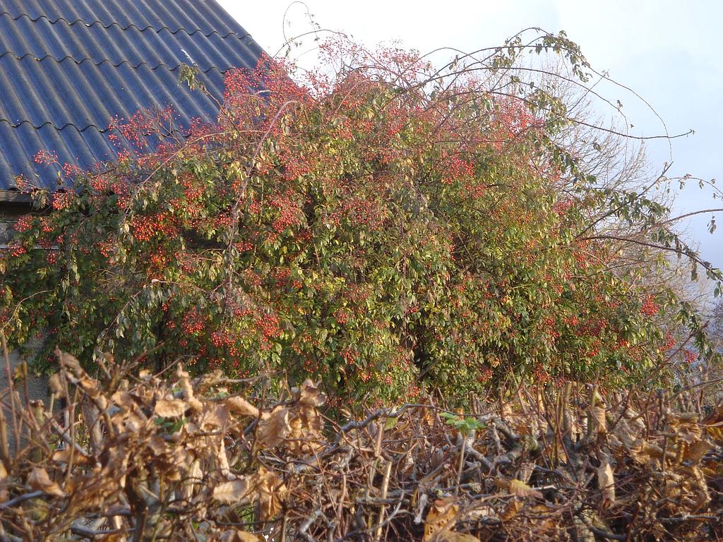 False