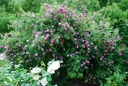 R. californica plena
