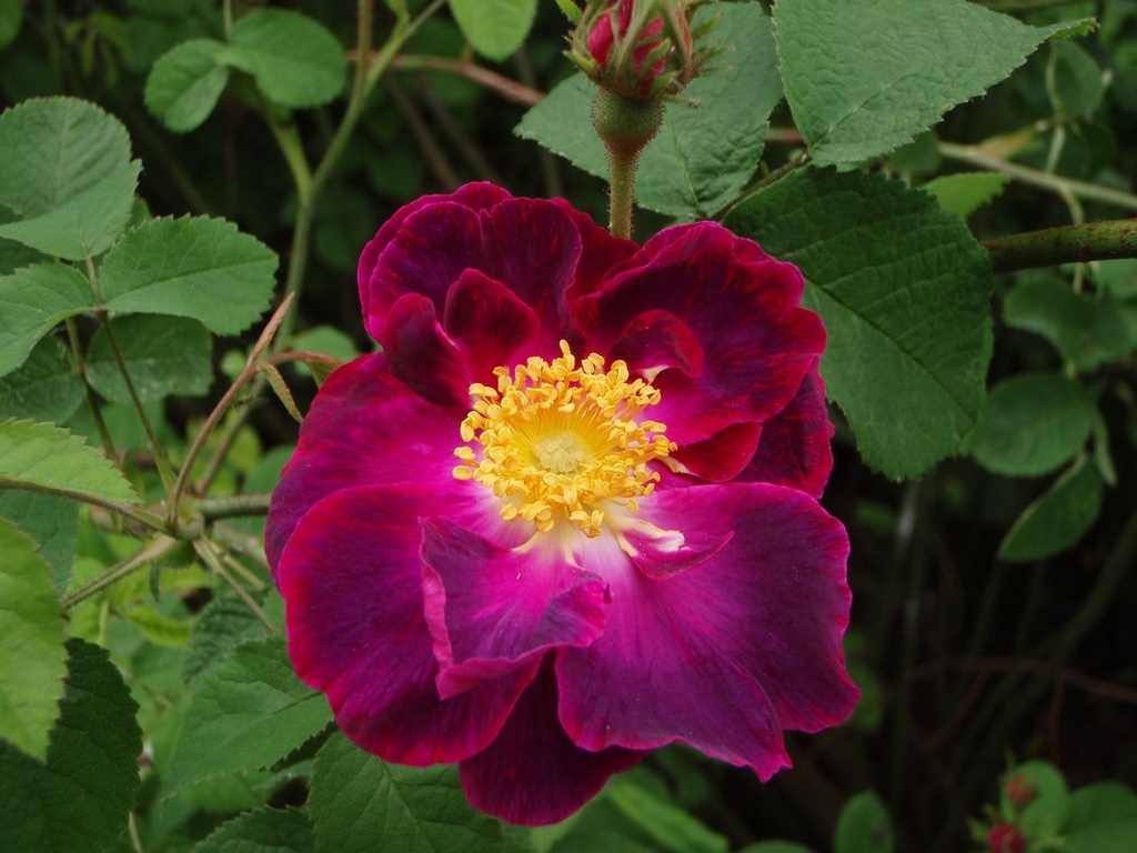 Violacea