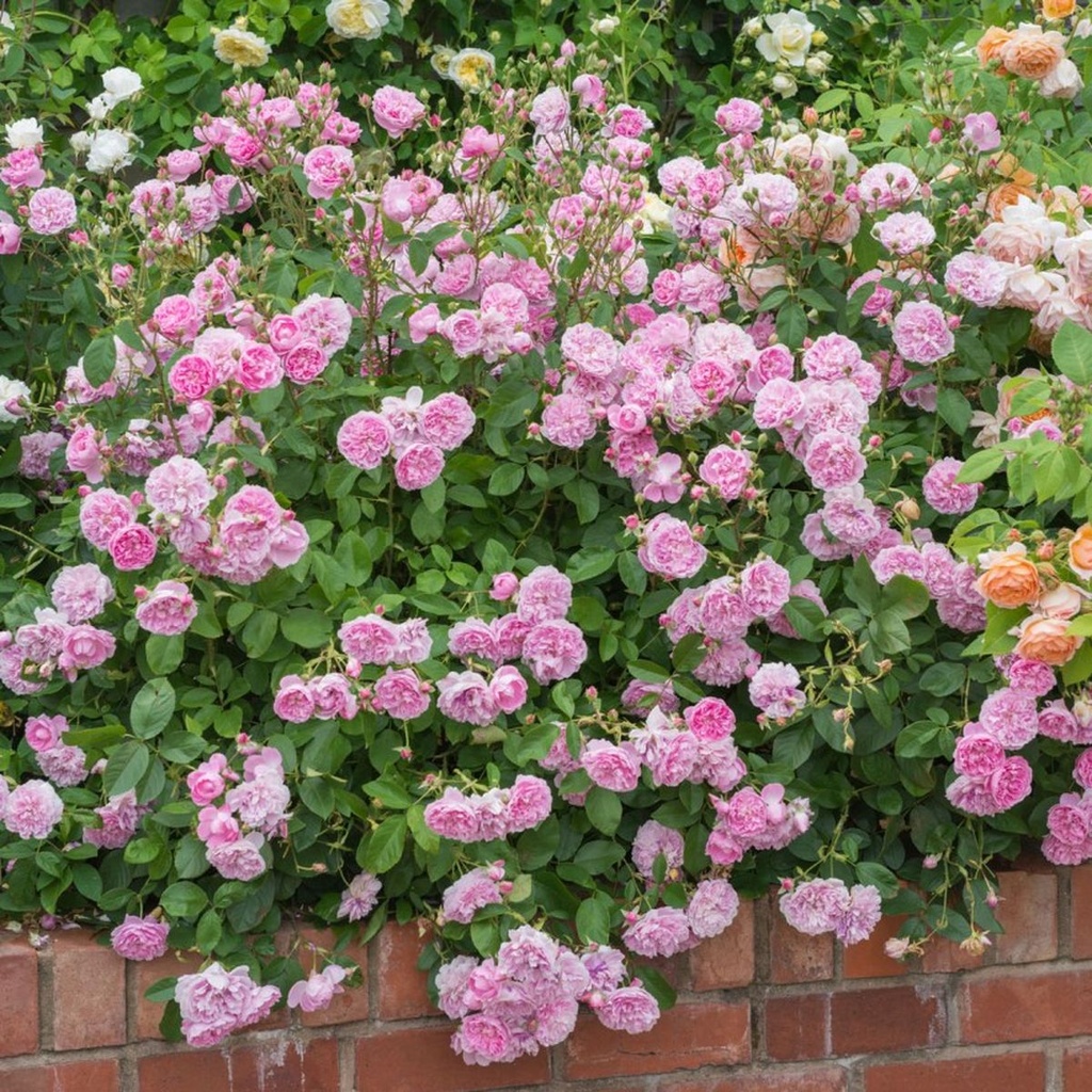 Harlow Carr