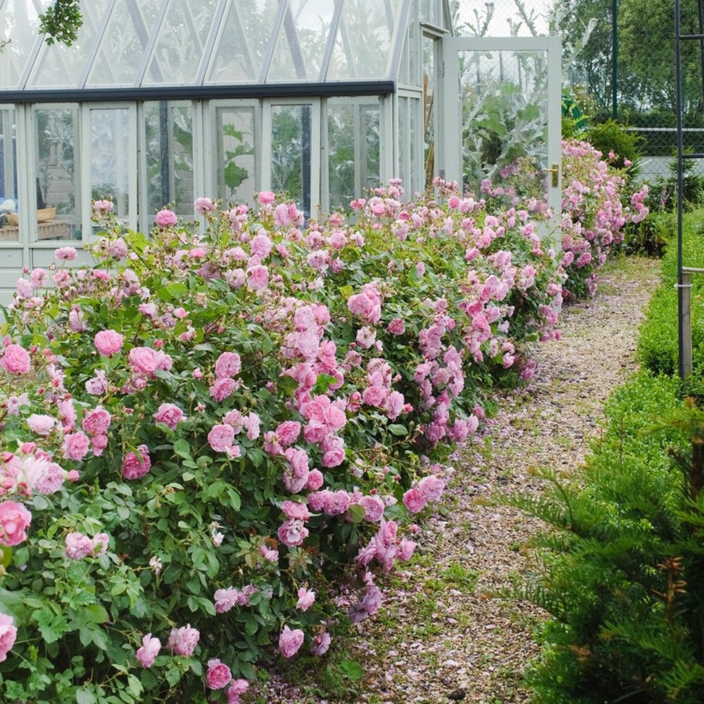 Harlow Carr