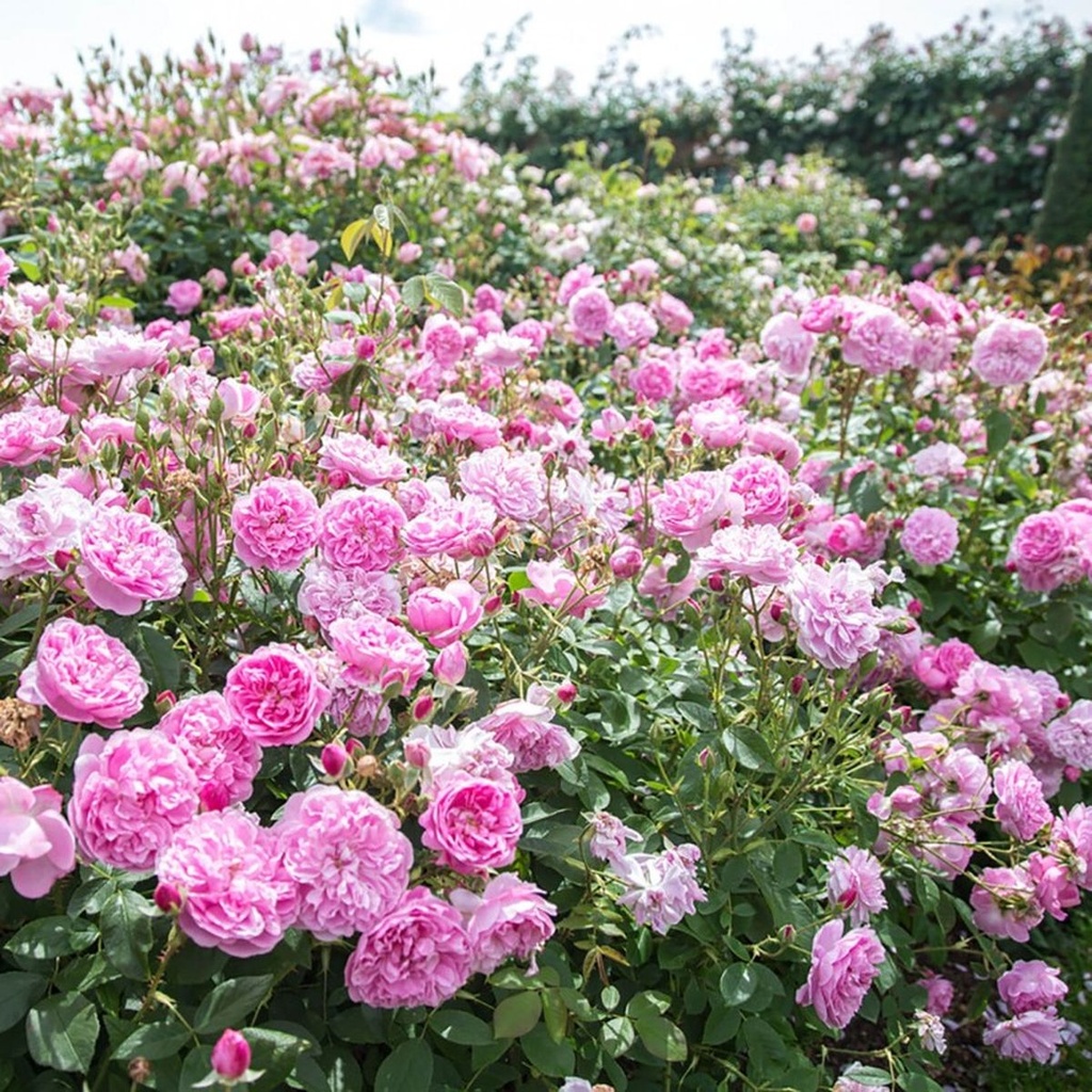 Harlow Carr