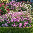Harlow Carr