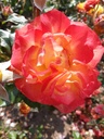Flaming Star