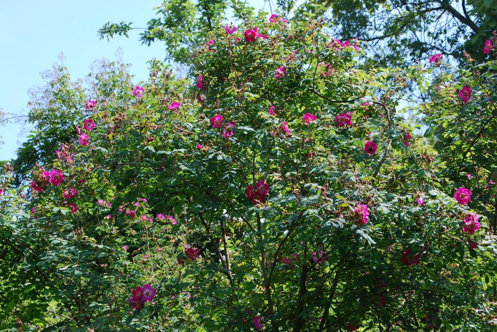 R. pendulina 'Mount Everest'
