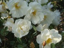 R. pimpinellifolia plena