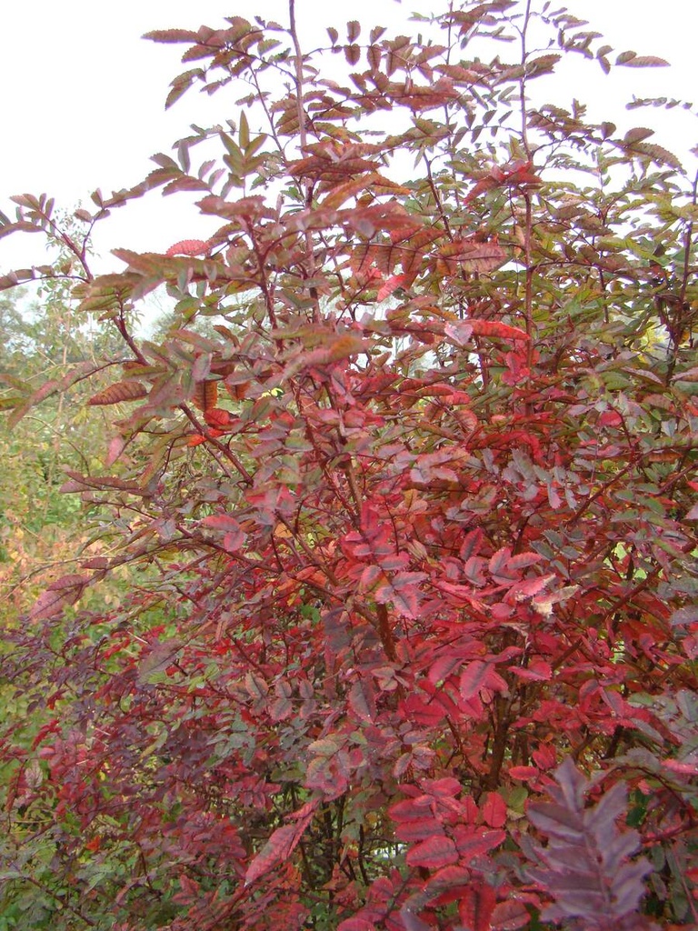 R. pimpinellifolia plena