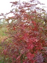 R. pimpinellifolia plena