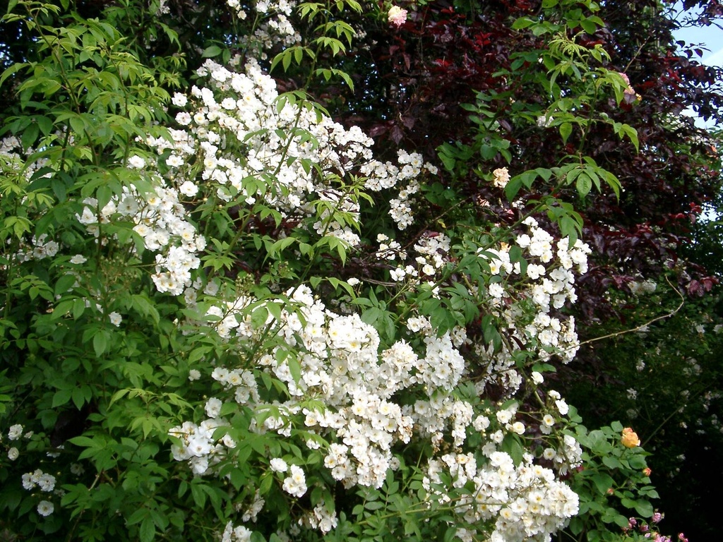 Rambling Rector