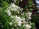 Rambling Rector