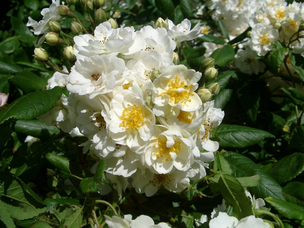 Rambling Rector