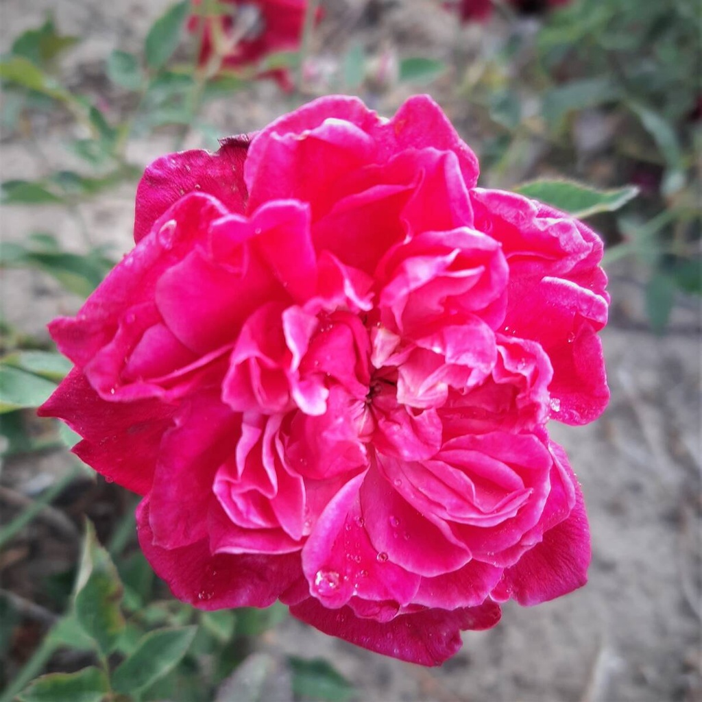 Slater's Crimson China