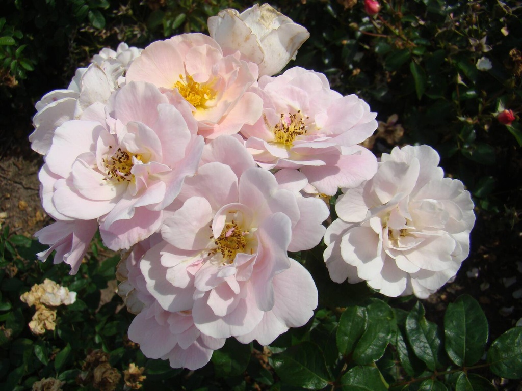 Sourire Rose
