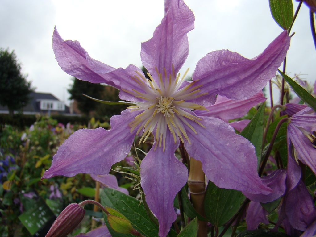 Clematis diversifolia 'East River'
