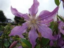 Clematis diversifolia 'East River'