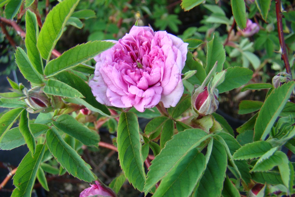 R. cinnamomea var. plena