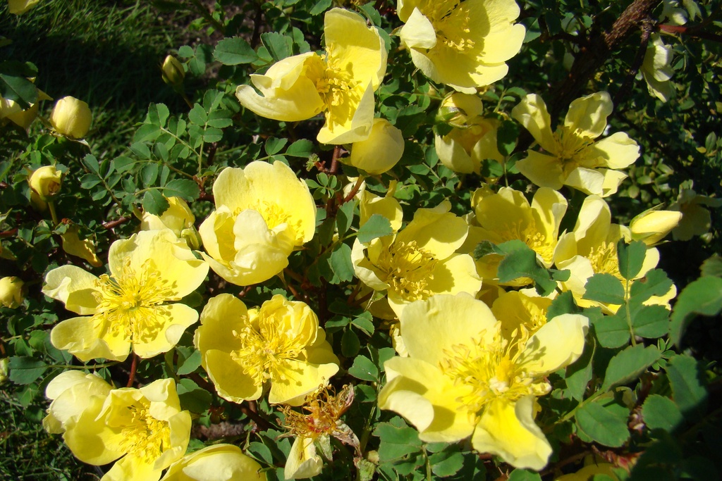 R. hugonis