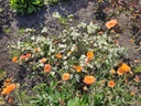 Geum hybride 'Totally Tangerine' met R. 'Dunwich Rose'