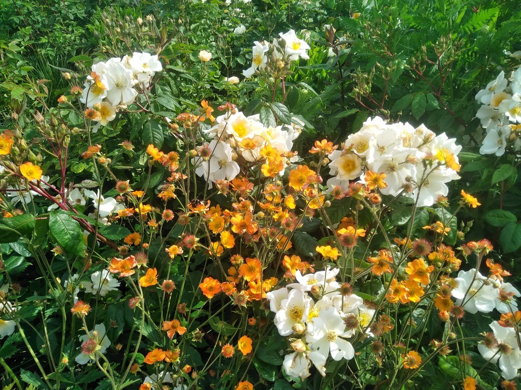 Geum hybride 'Totally Tangerine' en Rosalita