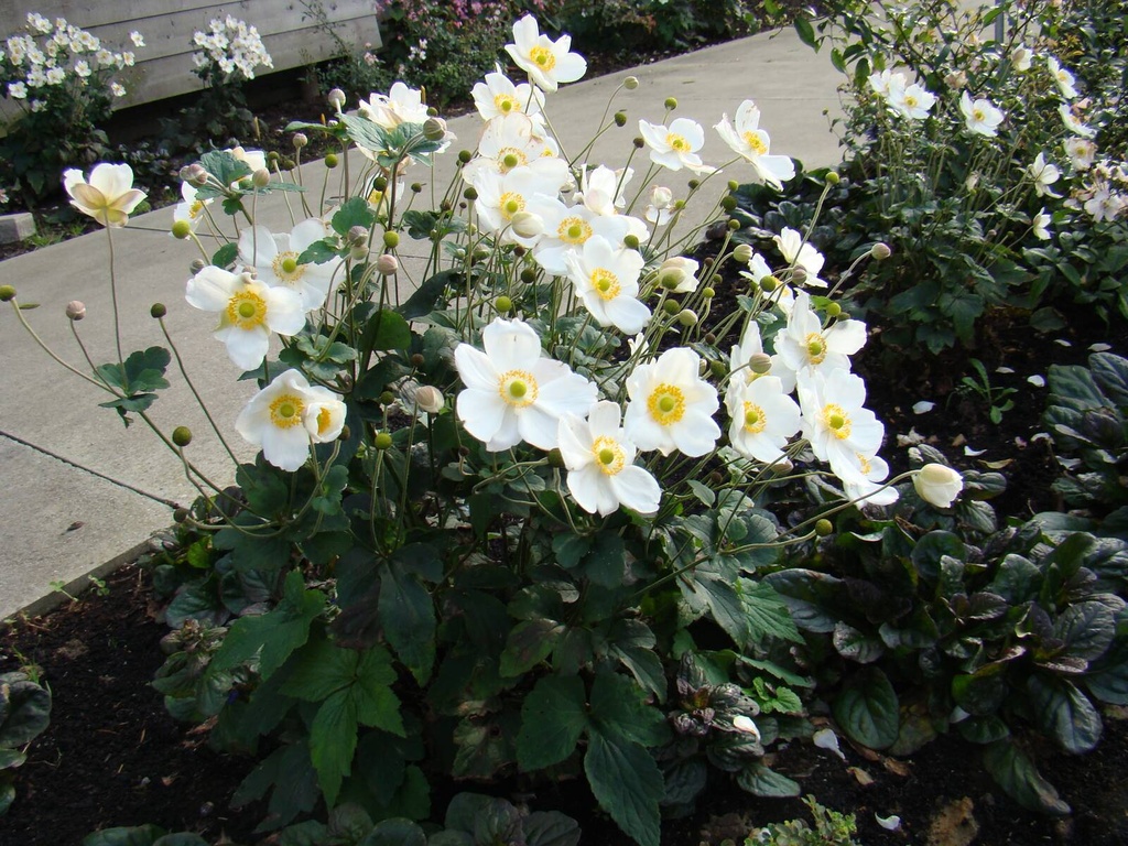 Anemone 'Honorine Jobert'