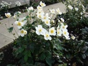 Anemone 'Honorine Jobert'
