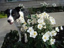 Anemone 'Honorine Jobert' en Darwin