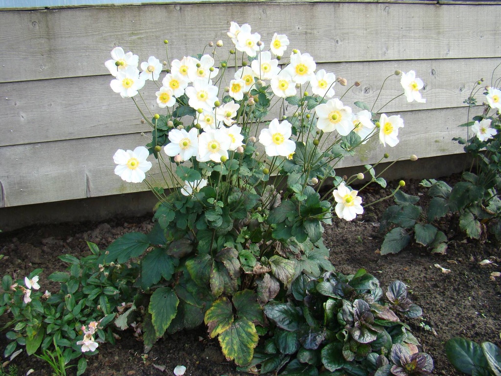 Anemone 'Honorine Jobert'