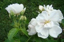 Mary Manners