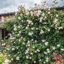 The Generous Gardener