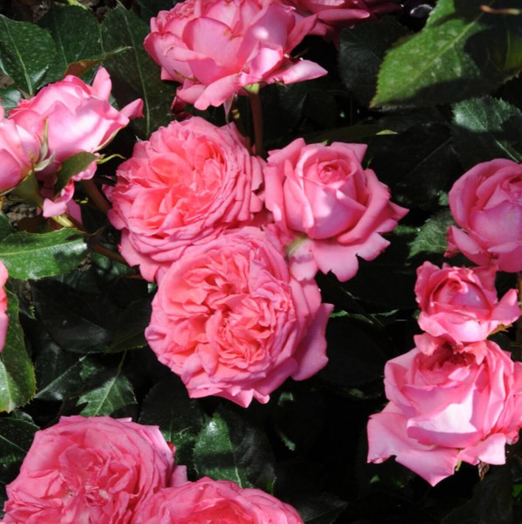 La Rose de Molinard