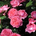 La Rose de Molinard