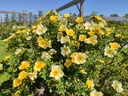 R. pimpinellifolia 'Aïcha'