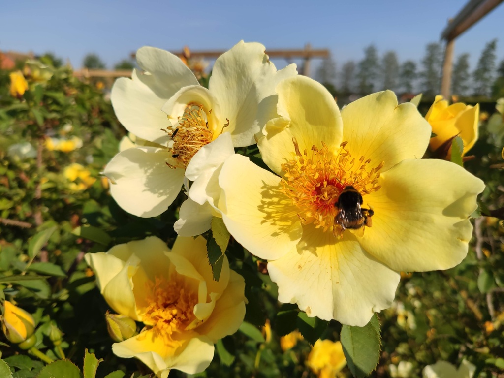 R. pimpinellifolia 'Aïcha' + Hommel