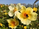 R. pimpinellifolia 'Aïcha' + Hommel