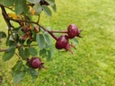 R. pimpinellifolia 'Aïcha' Bottel