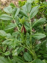 Scabrosa