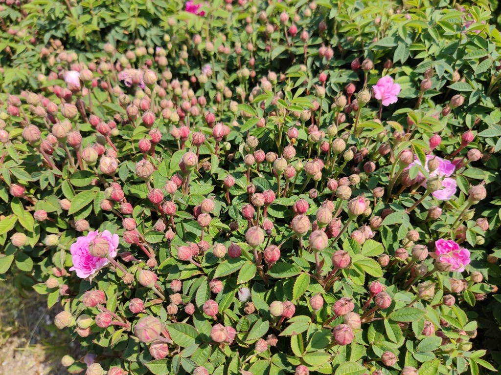 R. centifolia parvifolia