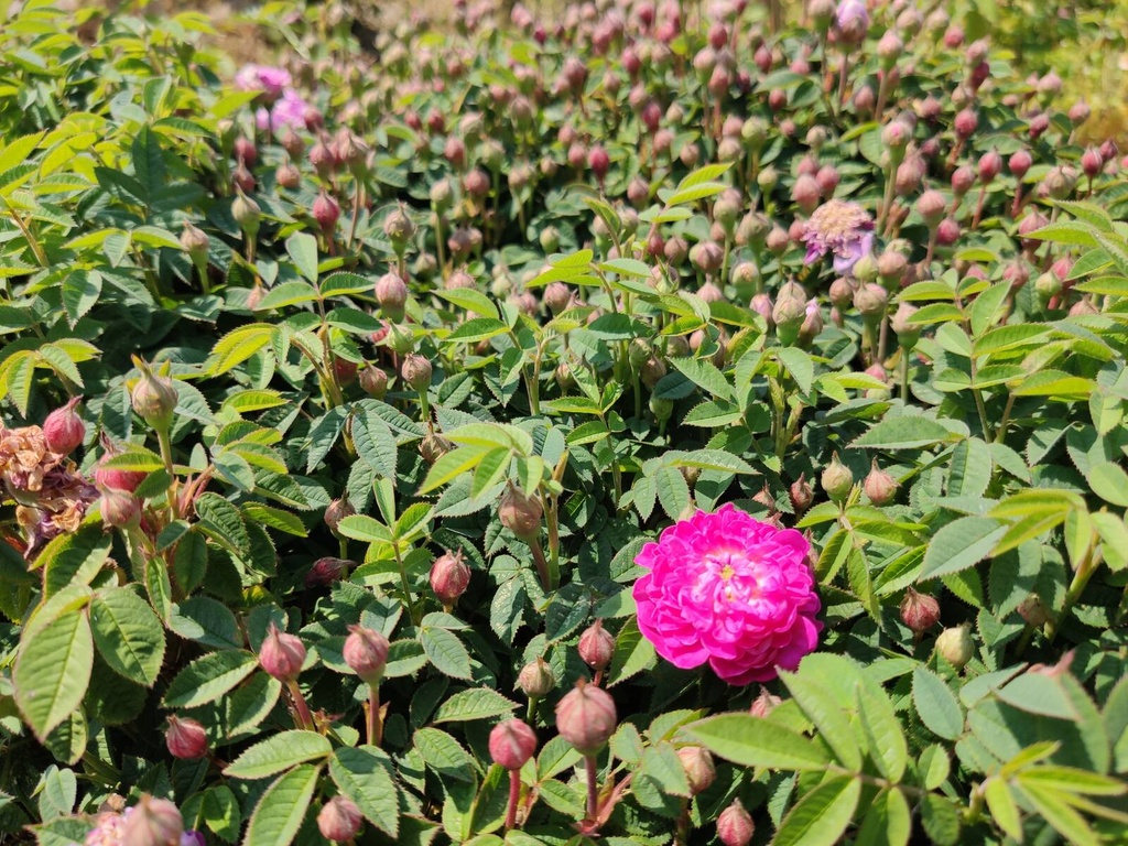 R. centifolia parvifolia