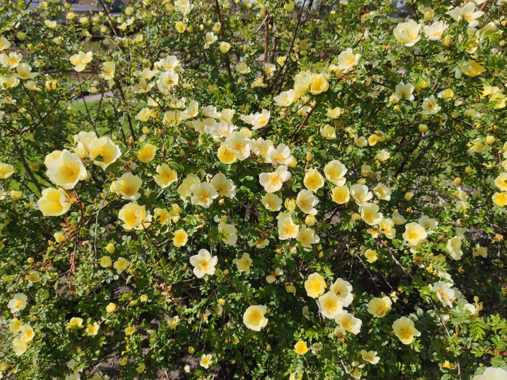 R. xanthina 'Canary Bird'