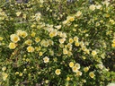 R. xanthina 'Canary Bird'