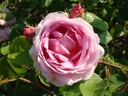 Constance Spry