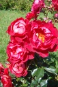 Red Fire