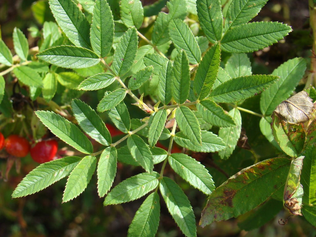 Rote Hannover blad
