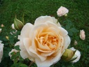 Matthias Claudius Rose