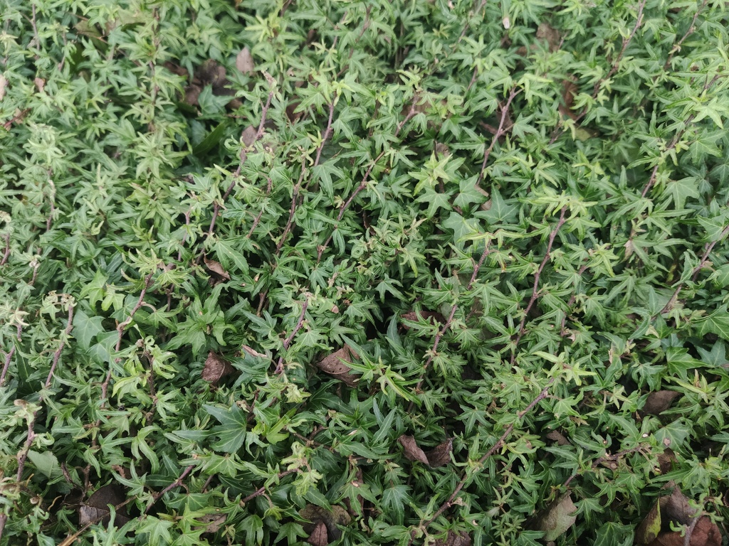 Hedera helix 'Dyinni'